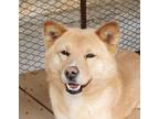 Adopt Rao a Red/Golden/Orange/Chestnut - with White Jindo / Spitz (Unknown Type