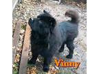 Adopt Vinny a Black Chow Chow / Mastiff / Mixed dog in Houston, TX (39949239)