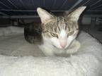 Adopt Sasha a Gray, Blue or Silver Tabby American Shorthair / Mixed (short coat)