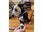 Adopt Betty a Black - with White Labrador Retriever / Pit Bull Terrier / Mixed