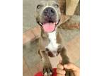 Adopt Trixie a Gray/Blue/Silver/Salt & Pepper Staffordshire Bull Terrier / Mixed