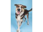Adopt Joey a German Shepherd Dog / Shepherd (Unknown Type) / Mixed dog in