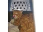 Adopt Archie a Orange or Red Tabby Domestic Shorthair (short coat) cat in Ocala