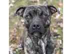 Adopt Prince a Brindle - with White American Pit Bull Terrier / Mixed dog in