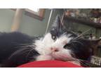 Adopt Autumn Maple a Black & White or Tuxedo Domestic Shorthair (short coat) cat