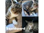 Adopt Squidward a Gray, Blue or Silver Tabby Domestic Shorthair (short coat) cat
