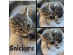 Adopt Snickers a Gray, Blue or Silver Tabby Domestic Shorthair (short coat) cat