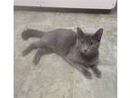 Adopt Angel #loving-uncle a Gray or Blue Russian Blue / Mixed (short coat) cat