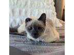 Adopt Olive a Brown or Chocolate Siamese (short coat) cat in Turnersville