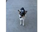 Adopt Sheena a White - with Black Australian Cattle Dog dog in Winchester
