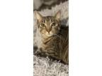Adopt Habanero (Fifth Street Kittens 3) a Brown Tabby Domestic Shorthair cat in