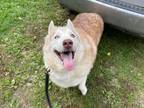 Adopt Chief a Red/Golden/Orange/Chestnut - with White Husky / Mixed dog in