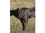 Adopt Ronda/Rhonda a Labrador Retriever / American Staffordshire Terrier / Mixed