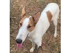 Adopt Oscar a White - with Tan, Yellow or Fawn Collie / Mixed dog in Stafford
