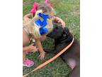 Adopt Momma a Terrier (Unknown Type, Small) / American Pit Bull Terrier / Mixed