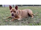 Adopt Altimus a Tan/Yellow/Fawn American Pit Bull Terrier / Mixed Breed (Medium)