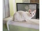 Adopt Abby a White (Mostly) Domestic Shorthair (short coat) cat in Scottsburg