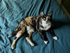 Adopt Rhaenyra a Tortoiseshell Domestic Shorthair (short coat) cat in Albany