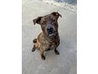Adopt GOLIATH a Brindle - with White Mixed Breed (Large) / Mixed dog in