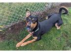 Adopt Piper a Black - with Tan, Yellow or Fawn Mixed Breed (Medium) / Mixed dog