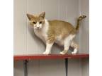 Adopt Floyd a Domestic Shorthair / Mixed (short coat) cat in Portland