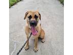 Adopt Jasmine a Brown/Chocolate - with Black Foxhound / Mixed dog in Torrance
