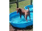 Adopt Asher a Brown/Chocolate Pit Bull Terrier dog in Lexington, TN (39798608)