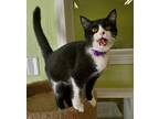 Adopt Felecia a Black & White or Tuxedo Domestic Shorthair (short coat) cat in