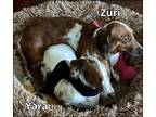 Adopt Yara and Zuri a Brown/Chocolate - with White Dachshund / Mixed dog in