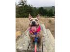 Adopt Lia a Brindle American Pit Bull Terrier / Mixed dog in Half Moon Bay