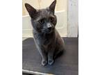 Adopt Smokey a Gray or Blue Domestic Shorthair (short coat) cat in Louisville