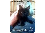 Adopt Cole,Stache,Confetti,Speckle a Black & White or Tuxedo American Shorthair