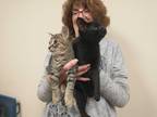 Adopt Brownie and Blackie a Brown Tabby Tabby (short coat) cat in Staunton
