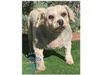 Adopt Lucy a White Poodle (Miniature) / Mixed dog in Inglewood, CA (39934715)