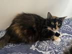 Adopt Aspen a Domestic Shorthair / Mixed (short coat) cat in Grand Junction