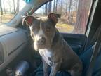Adopt Daisy a Gray/Silver/Salt & Pepper - with White Pit Bull Terrier / Mixed