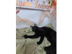 Adopt nòtte a Black (Mostly) Bombay cat in CHINO, CA (39933079)