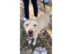 Adopt Muffin a Tan/Yellow/Fawn Labrador Retriever / Shepherd (Unknown Type) dog