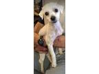 Adopt Fluffy a White Maltipoo / Mixed dog in Barrington Hills, IL (39932285)