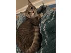 Adopt Gypsy a Gray, Blue or Silver Tabby Domestic Shorthair (medium coat) cat in