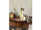 Adopt Linnyfur a Black & White or Tuxedo Tabby / Mixed (short coat) cat in