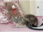 Adopt Molly a Tiger Striped Siamese (short coat) cat in Merced, CA (39931316)