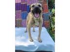 Adopt Rugur a Tan/Yellow/Fawn - with Black Labrador Retriever / Boxer / Mixed