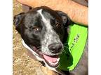 Adopt Sparky a Black - with White German Shepherd Dog / Australian Cattle Dog /
