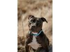 Adopt Randall a Black Pit Bull Terrier / Labrador Retriever / Mixed dog in