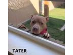 Adopt Tater a Brown/Chocolate - with White American Pit Bull Terrier / Mixed dog