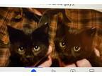 Adopt Lot of Beautiful kittens a Black & White or Tuxedo Domestic Shorthair
