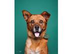 Adopt Nancy a Brown/Chocolate Jindo / Shiba Inu / Mixed dog in Bayside