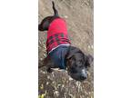 Adopt Oreo a White American Pit Bull Terrier / Mixed dog in Coralville
