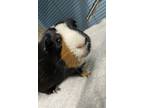 Adopt Richie a Black Guinea Pig small animal in Germantown, OH (39924451)